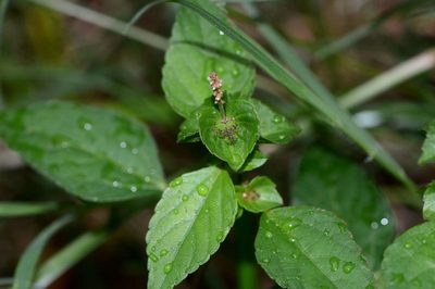 Acalypha australis, photographed by Zinogre