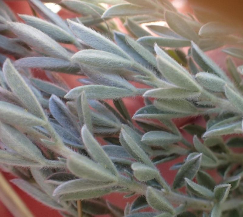 Lotononis viminea, photographed by Peter Warren