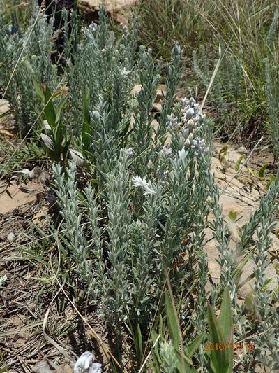 Lotononis viminea, photographed by Peter Warren