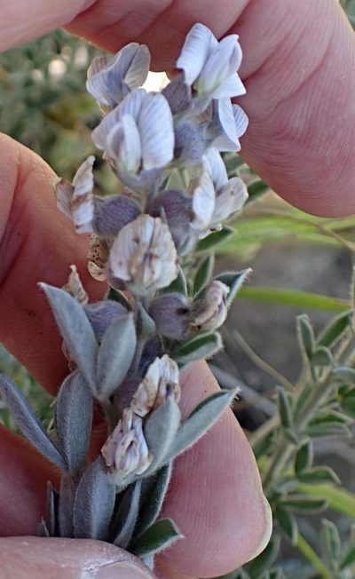 Lotononis viminea, photographed by Peter Warren