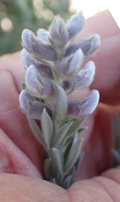 Lotononis viminea, photographed by Peter Warren