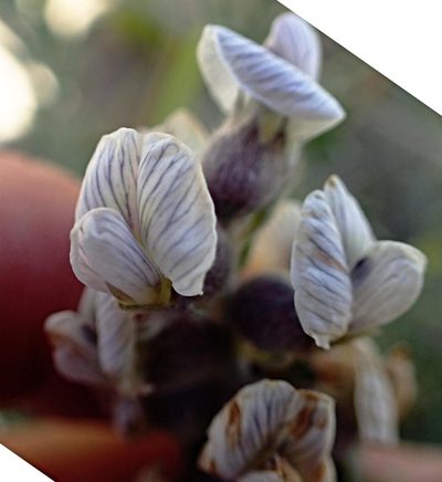 Lotononis viminea, photographed by Peter Warren