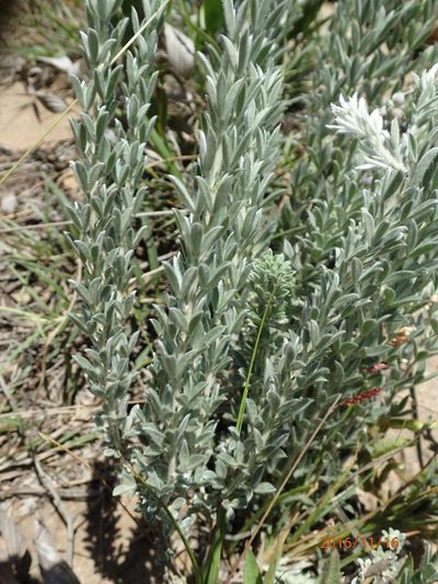 Lotononis viminea, photographed by Peter Warren
