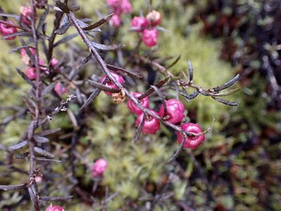 Gaultheria macrostigma, photographed by Mike Bowie