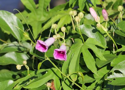 Ipomoea mauritiana, photographed by Agnes Trekker