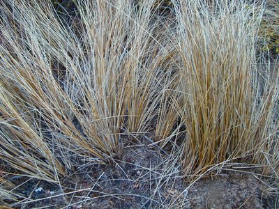 Chionochloa rubra, photographed by Lisa Bennett