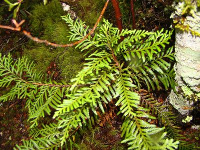 Libocedrus bidwillii, photographed by Lisa Bennett