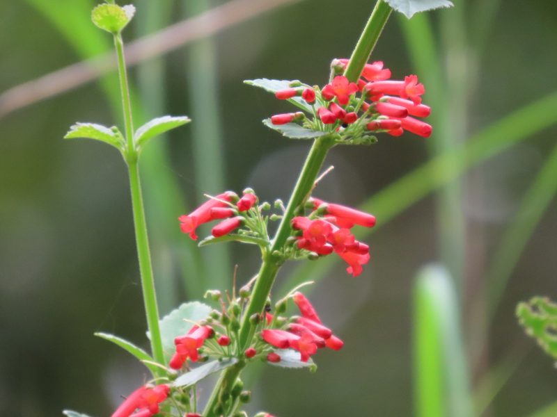 Russelia verticillata, photographed by Francisco Emilio Roldán Velasco