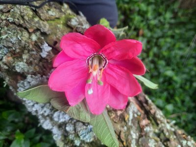 Passiflora tripartita, photographed by Alice Shanks