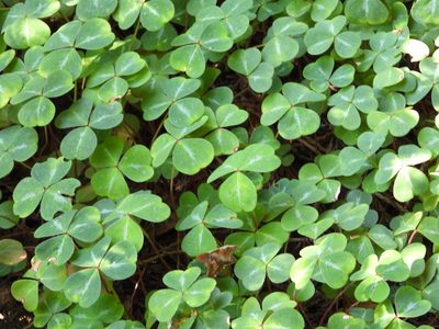 Oxalis oregana, photographed by Jared Shorma