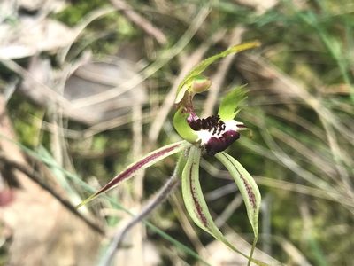 Caladenia parva, photographed by Duck 73