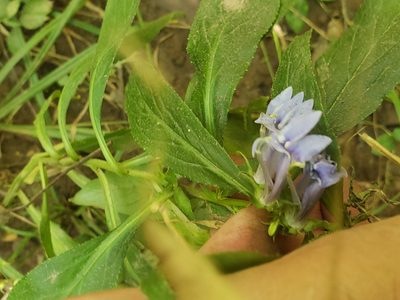 Lobelia siphilitica, photographed by Mark Richman