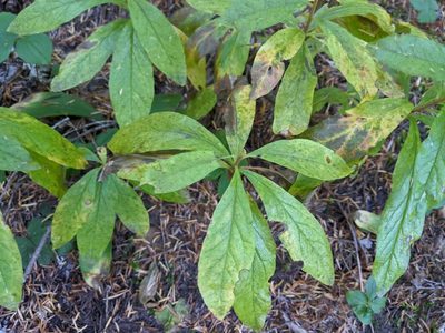 Rhododendron albiflorum