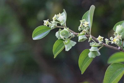 Paliurus ramosissimus, photographed by Agnes Trekker
