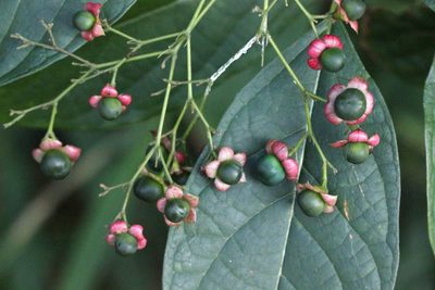 Clerodendrum cyrtophyllum, photographed by Agnes Trekker