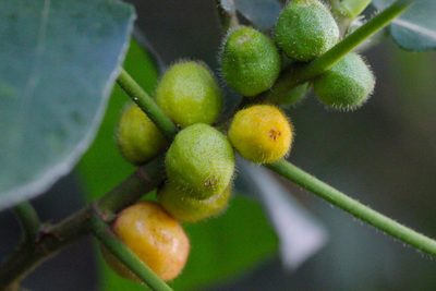 Ficus simplicissima, photographed by Agnes Trekker