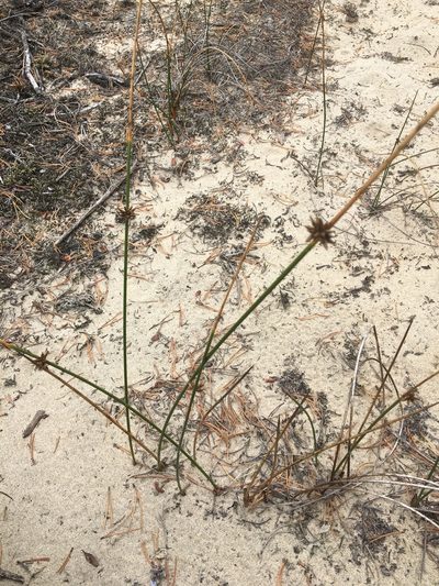 Juncus breweri, photographed by Hilary Rose Dawson
