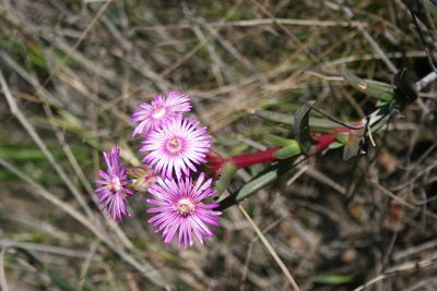 Ruschia geminiflora, photographed by Jacques van der Merwe