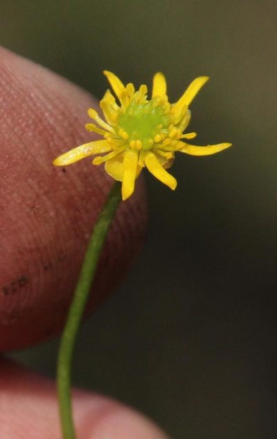 Ranunculus dregei, photographed by Tony Rebelo