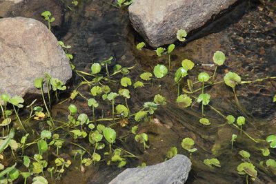 Ranunculus dregei, photographed by Tony Rebelo
