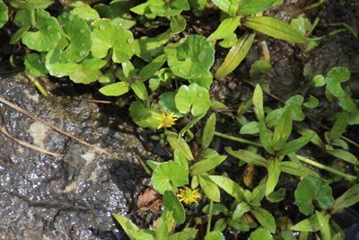 Ranunculus dregei, photographed by Tony Rebelo