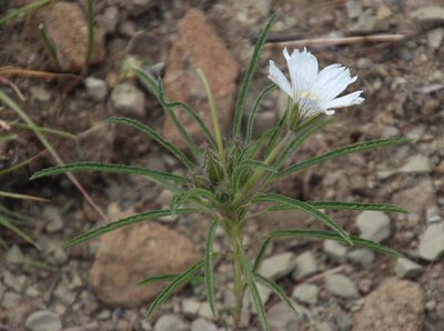 Monsonia attenuata, photographed by Tony Rebelo