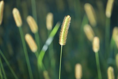 Setaria pumila, photographed by Steven Bodzin