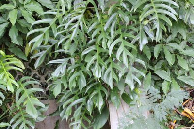 Epipremnum pinnatum, photographed by Agnes Trekker
