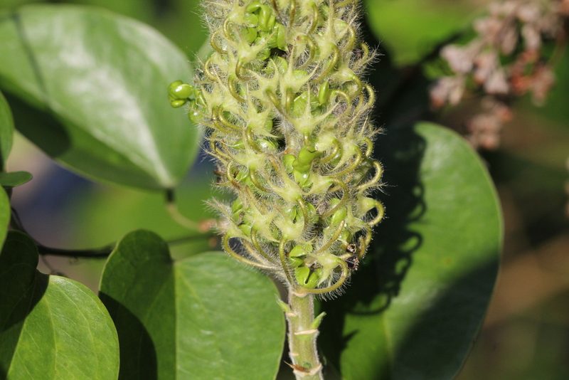 Uraria crinita, photographed by Agnes Trekker