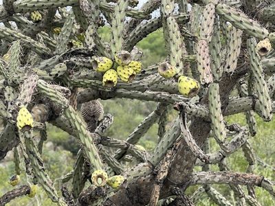 Cylindropuntia thurberi, photographed by CK2AZ