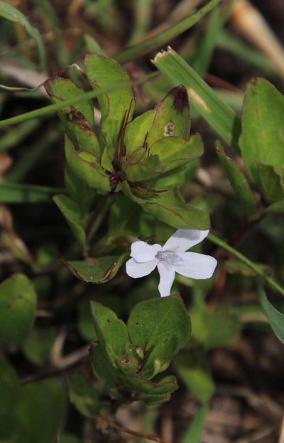 Dyschoriste burchellii, photographed by Tony Rebelo