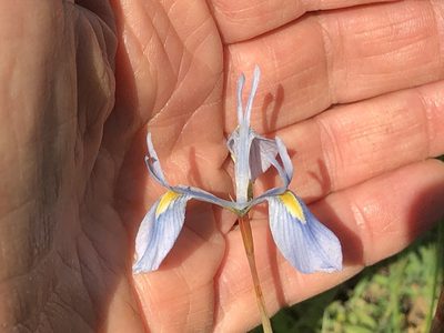 Moraea tripetala, photographed by Caroline Voget