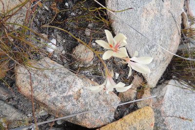 Pelargonium carneum, photographed by jillblignaut