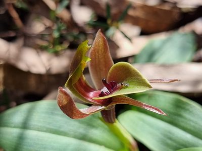 Chiloglottis valida, photographed by Richard Dimon