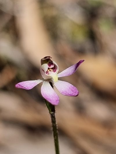 Caladenia mentiens, photographed by Richard Dimon