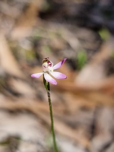 Caladenia mentiens, photographed by Richard Dimon