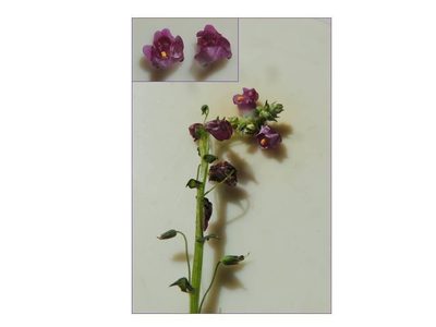 Diascia parviflora, photographed by jillblignaut