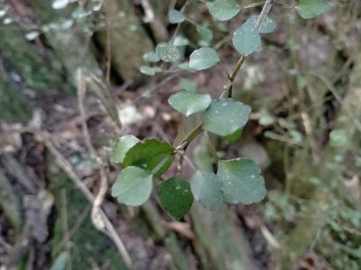 Melicope simplex, photographed by John Barkla