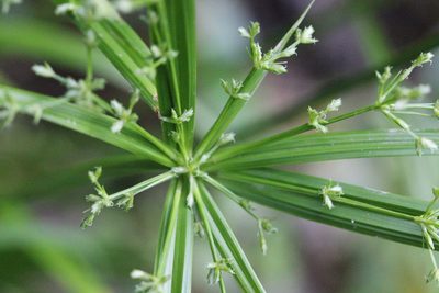 Cyperus diffusus, photographed by Agnes Trekker