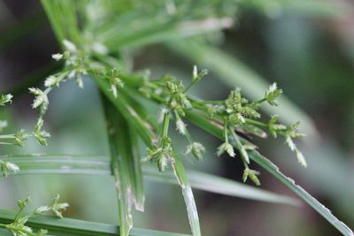 Cyperus diffusus, photographed by Agnes Trekker