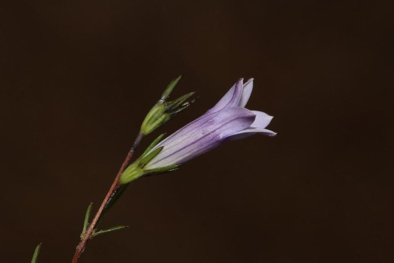 Wahlenbergia fruticosa, photographed by Brian du Preez