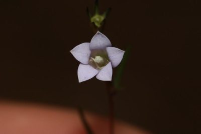 Wahlenbergia fruticosa, photographed by Brian du Preez