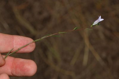 Wahlenbergia fruticosa, photographed by Brian du Preez
