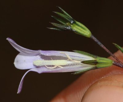 Wahlenbergia fruticosa, photographed by Brian du Preez