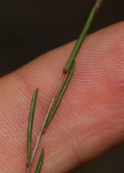 Wahlenbergia fruticosa, photographed by Brian du Preez