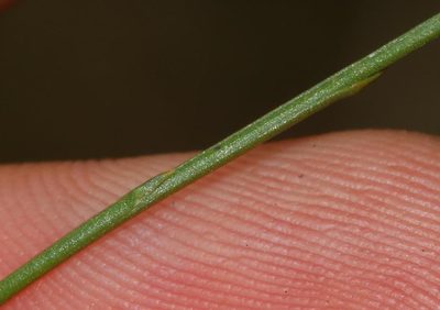 Siphocodon spartioides, photographed by Brian du Preez