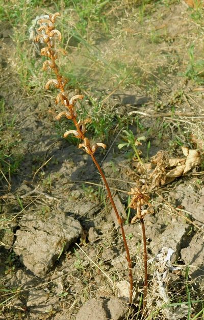 Orobanche cumana, photographed by Tatyana Sova