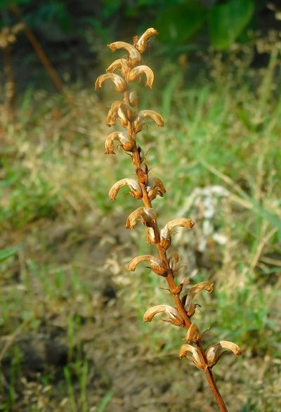 Orobanche cumana, photographed by Tatyana Sova