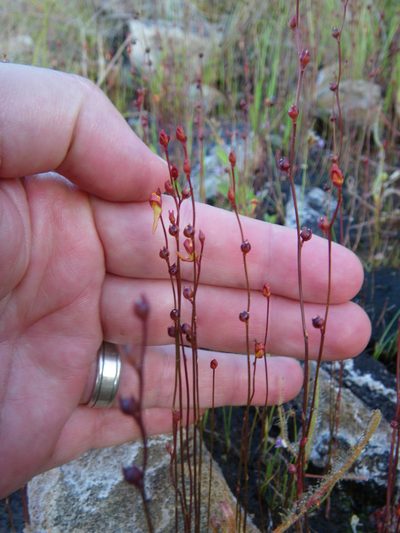 Utricularia chrysantha, photographed by coenobita