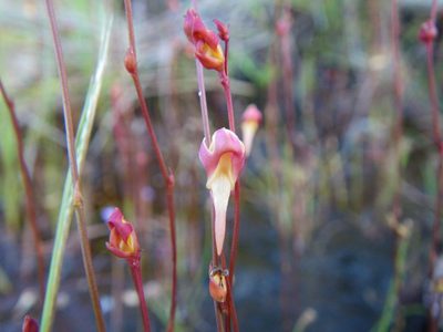 Utricularia chrysantha, photographed by coenobita